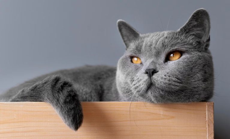 Missing Cat