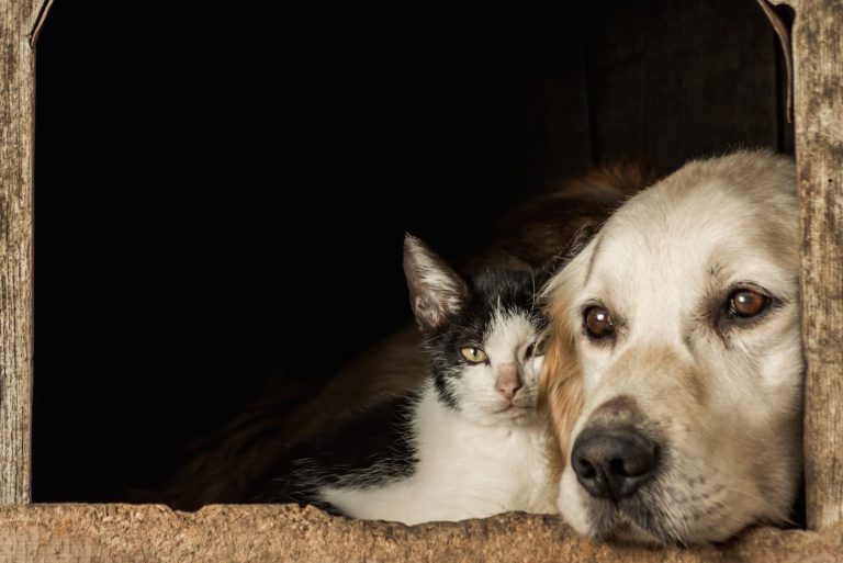 Missing Pets