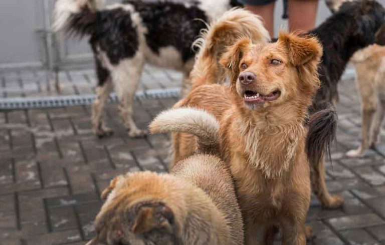 Missing Pets in California