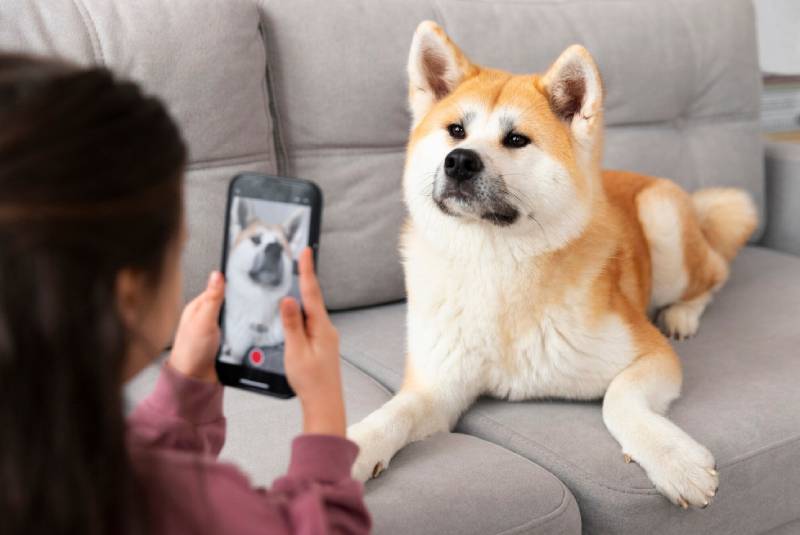 Find a Dog Through the App