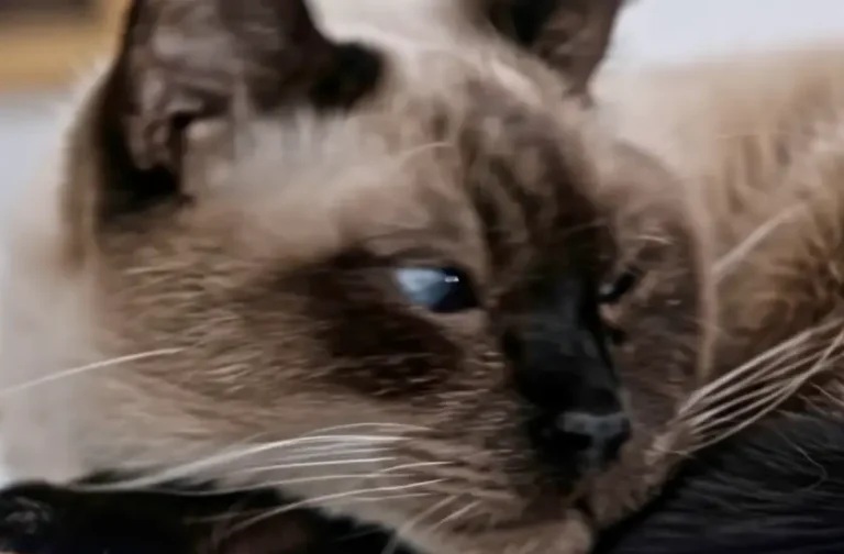 Lost cat