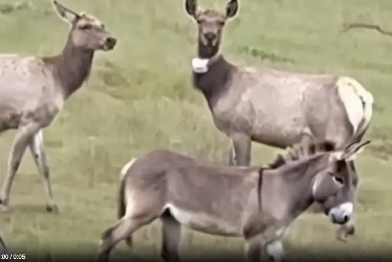 Donkey Found Alive After 5 Years