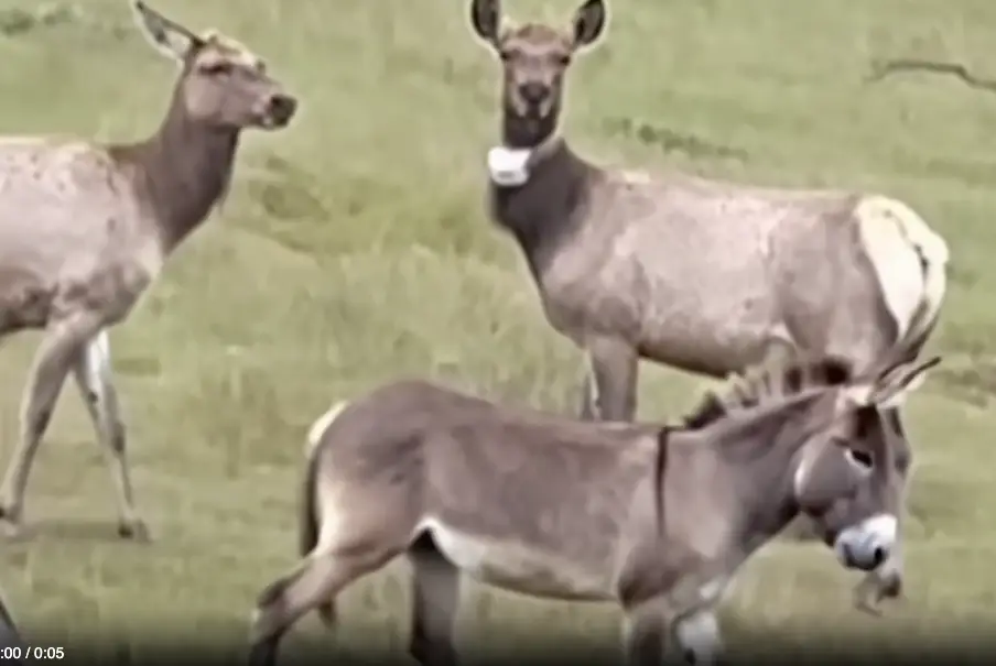 Donkey Found Alive After 5 Years